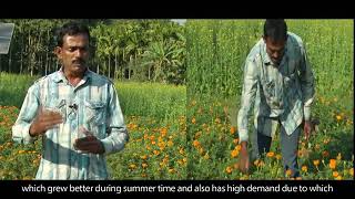 Success Story of Marigold Cultivation