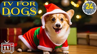 24 Hours Anti Anxiety Music for Dog: Boredom Busting Videos for Dogs with Music in Christmas Season