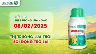 Giá lúa gạo hôm nay 08/02/2025 | Thị trường lúa tươi sôi động trở lại | Phú Nông