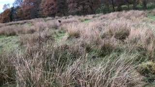 Jim the Male Goshawk chasing a Hen pheasant