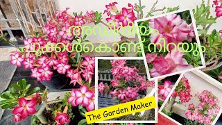 How to fertilize and prune Adenium plants | അഡീനിയം ഏങ്ങനെ പ്രൂൺ ചെയ്യാം | The Garden Maker.