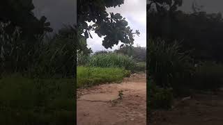 Vendo lindo sítio  75 hectares Bodocó pé valor 300 mil contato 87 99102 3154