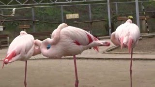 フラミンゴ　朝寝のスタイル　頭と足に注目！　トリアスふれあい動物園