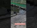 ドッグランで水遊び！　playing in the water with a dog run