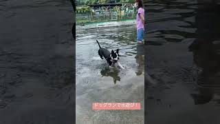 ドッグランで水遊び！　Playing in the water with a dog run