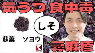 【漢方薬】蘇葉（ソヨウ）１分で分かる生薬解説　～改訂版～