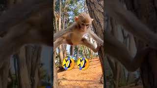 monkey funny video🤣|new memes#prank #live|#talent #monkey ||bandar ka khel | monkey prank #shorts