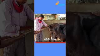 व्यवस्थापन असं की १४ पैकी १० म्हशी गाभण #cattlefarm #dairyfarm #trendingshorts