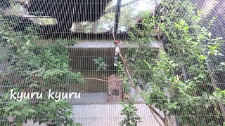 カンムリコサイチョウ　綺麗な声でハモってる