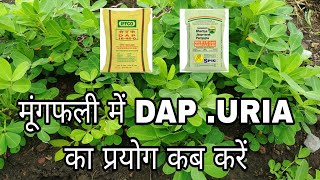 मूंगफली में DAP , UREA का प्रयोग कब करें ।। मुंगफली की फसल मैं DAP कितना डालें ।।मूंगफली की खेती ।।