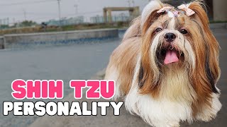 Shih Tzu - Temperament and Characteristics