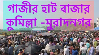 @গাজীর হাট বাজারে খামারের উপযুক্ত ষাঁড় বাছুরের দাম - কুমিল্লা মুরাদনগর