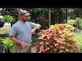 trial gardens at uga proven winners colorblaze coleus