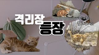 임보일기｜9년만에 육묘 다시 시작｜역대급 개냥이