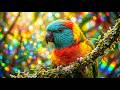 Bird Sounds Sleep Therapy | Natural Calm Night