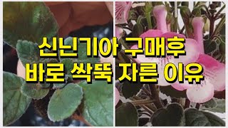 신니기아(스톤율리아)구매후 바로 싹뚝 잘라 버렸어요