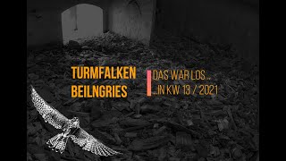 Turmfalken Beilngries - Das war los...in KW 13 / 2021