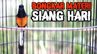 pancingan SIANG HARI langsung GACOR dengar murai batu BONGKAR ISIAN ini dan cocok untuk MASTERAN