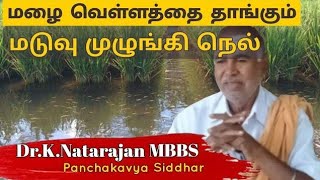 மழை வெள்ளத்தை தாங்கி  வளரும் மடுவு முழுங்கி பாரம்பரிய நெல் வகையை பற்றி பஞ்சகவ்யாசித்தர் Dr.Natarajan