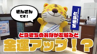 「とらきち」のおなかを触ると金運アップ！？【近畿産業信用組合 阿倍野支店】