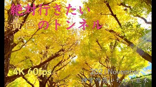 ４K [紅葉]Tokyo Japan Jingu Ginkgo trees 神宮外苑銀杏並木2021 11 13