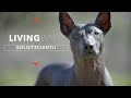 ALL ABOUT LIVING WITH XOLOITZCUINTLI