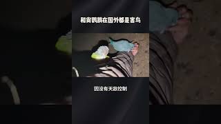 和尚鹦鹉在国外都是害鸟，在国内居然大几千一只