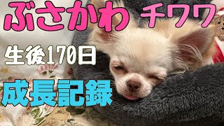 ぶさかわチワワりん。生後170日目成長記録【vlog】