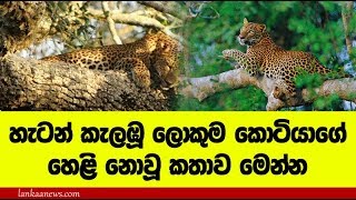 හැටන් කැලඹූ ලොකුම කොටියා ගැන නොකී කතාව මෙන්න -  Animal Insurance