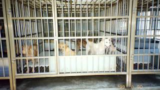 台灣奇蹟-全台各縣市流浪犬貓收容、留置所調查 --新竹市 1996-2009