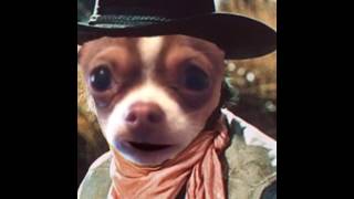 choco macho talking chihuahua