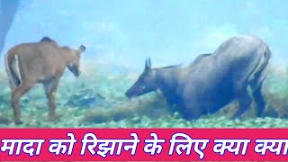 ek mada ko kaise atract karta hai big Nilgai,