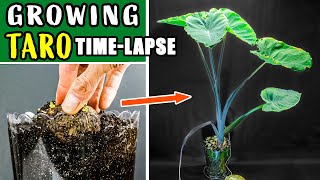 Growing Taro Plant From Root To Leaves (70 Days Time Lapse)