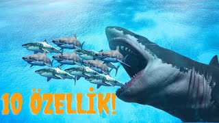 10 AMAZING FACTS ABOUT MEGALODONS! - ARE  LIVES?