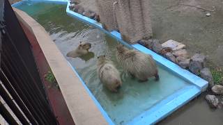 カピバラとバク（平川動物公園）Bathing capybara