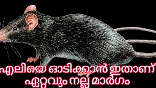 എലിയെ ഓടിക്കാൻ ഏറ്റവും എളുപ്പ മാർഗം ഇതാണ് /പരീക്ഷണം നടത്തി തെളിഞ്ഞത്