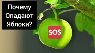 Почему опадают яблоки?