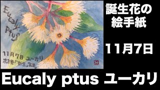 誕生花の絵手紙　11月7日　Eucaly ptus ユーカリ