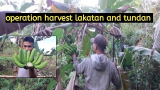 Harvesting Lakatan and Tundan|simple life in the mountain|Kuya Vhin's TV