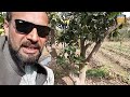 fertilizers for citrus in february and its effect on production سیٹرس اور فروری