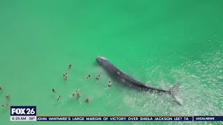 Beach-goers spot a large whale while out taking a swim and decide to join him