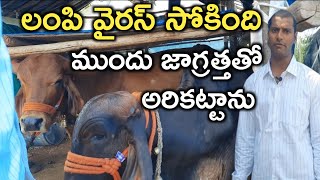 గిర్ ఆవు 16 లీటర్ల పాలు|gir cow|dairy farm|mallesh adla|