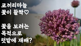 코끼리마늘 꽃이 활짝♡ / 꽃을 보려는 목적으로 텃밭에 재배?