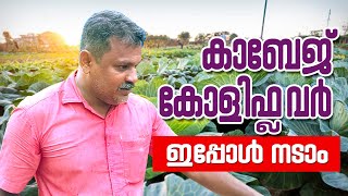 കാബേജ്, കോളിഫ്ലവർ ഇപ്പോള്‍ നടാം | Sinoj's Veg Factory