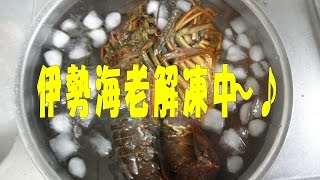 伊勢海老のさばき方（超簡単！キッチンバサミ編）