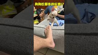 小寶寶法鬥第一次聞到臭腳的反應會是什麼呢? #法鬥 #萌寵 #shorts