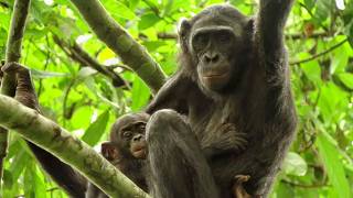 Bonobos: Back to the Wild