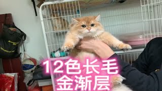 猫贩子花近万元收两只长毛金渐层