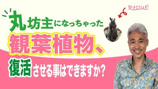 丸坊主になっちゃった観葉植物、復活させる事はできますか？