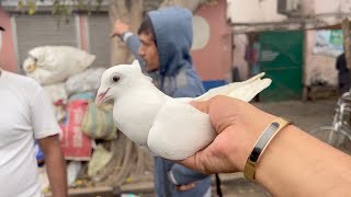 Unveil KOLKATA'S Best Pigeon Market! Galiff Street